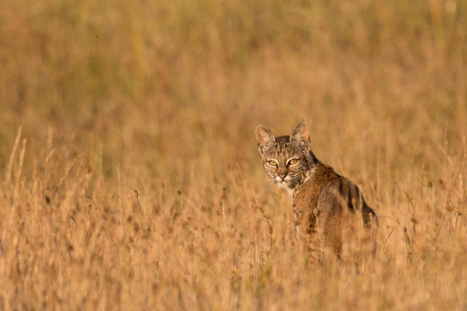 bobcat in field of brown grass