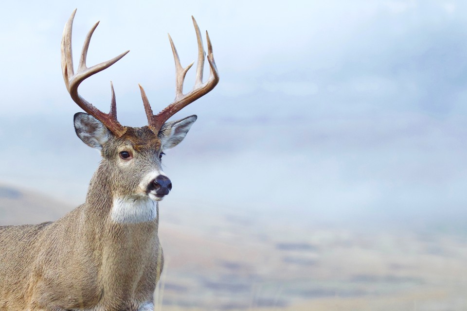 white-tialed buck